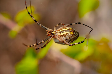 Beautiful spider feasting grasshopper on a spider web . Beautiful spider on a spider web 