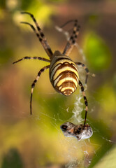 Beautiful spider feasting grasshopper on a spider web . Beautiful spider on a spider web 