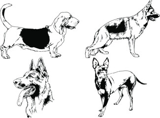 vector drawings sketches pedigree dogs and cats  drawn in ink by hand , objects with no background