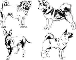 vector drawings sketches pedigree dogs and cats  drawn in ink by hand , objects with no background