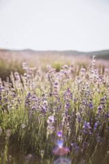 Naklejka premium Lavander Fields