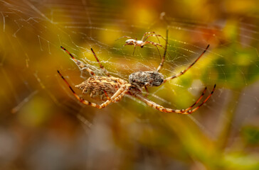 Beautiful spider feasting grasshopper on a spider web . Beautiful spider on a spider web 