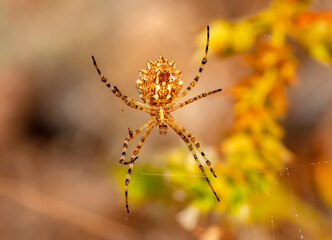 Beautiful spider feasting grasshopper on a spider web . Beautiful spider on a spider web 