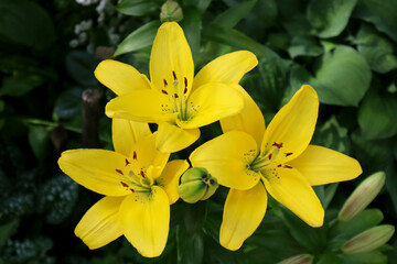 Yellow lily flowers in the garden