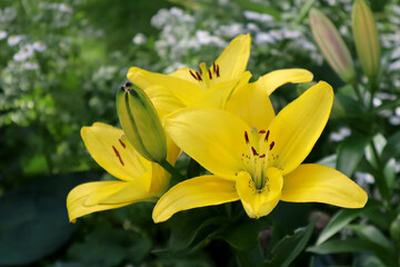 Yellow lily flowers in the garden
