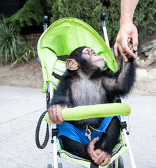 A little chimpanzee monkey holds the hand of his human friend, looks at him attentively. Sits in a green stroller, wearing blue shorts. Walk down the street. in the background palms, trees, bushes