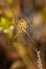 Beautiful spider feasting grasshopper on a spider web . Beautiful spider on a spider web 
