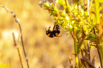 Beautiful spider feasting grasshopper on a spider web . Beautiful spider on a spider web 