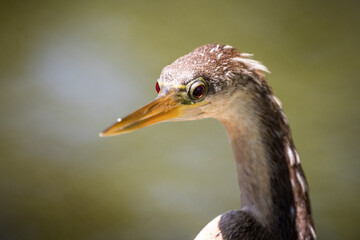 Anhinga Close-up