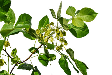 Young branch with green seeds of the Ptelea trifoliata tree, closeup, isolated on white background. Bushy plant of the common hoptree, wafer ash, stinking ash, or skunk bush used in herbal medicine