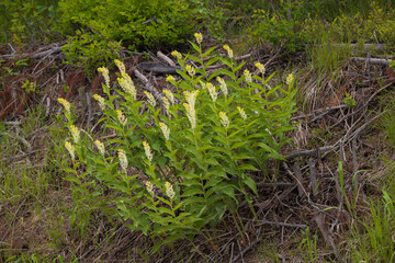 False Solomon's-seal bush