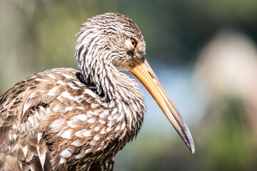 Limpkin Close-up