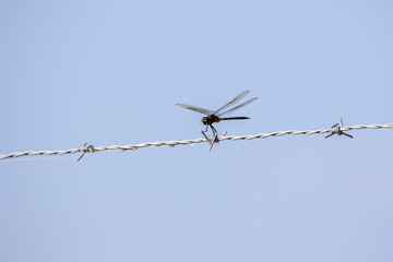 Dragonfly on Barbed Wire