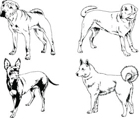 vector drawings sketches pedigree dogs and cats  drawn in ink by hand , objects with no background