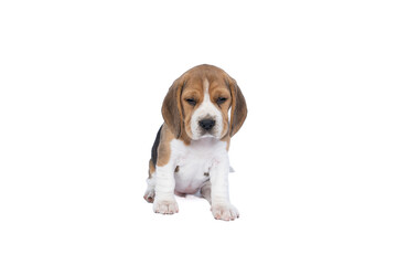 Portrait of a beagle dog pup sitting isolated against a white background