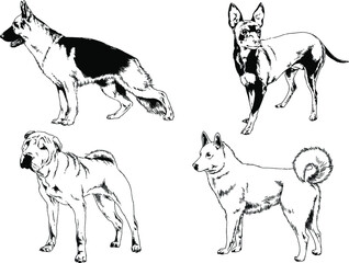 vector drawings sketches pedigree dogs and cats  drawn in ink by hand , objects with no background