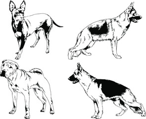 vector drawings sketches pedigree dogs and cats  drawn in ink by hand , objects with no background