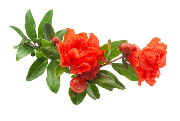 Blossoming pomegranate branch