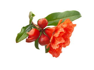Blossoming pomegranate branch