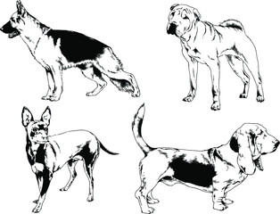 vector drawings sketches pedigree dogs and cats  drawn in ink by hand , objects with no background