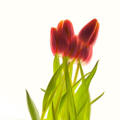 Tight bundle of tulips multiple exposure background