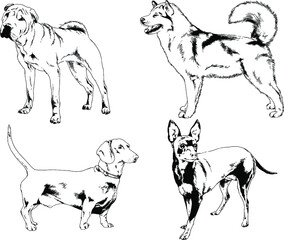 vector drawings sketches pedigree dogs and cats  drawn in ink by hand , objects with no background