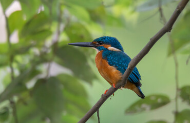 A little kingfisher on the branch of a tree .