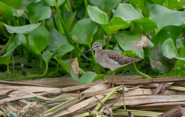 A wild bird on the wetland moving and searching food .