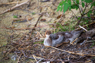 Juvenile Great crested grebe (Podiceps cristatus)  rests on the shore.