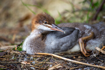 Juvenile Great crested grebe (Podiceps cristatus)  rests on the shore.