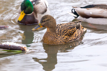Couple of mallard ducks at the local pond.