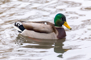 Male of mallard ducks at the local pond.
