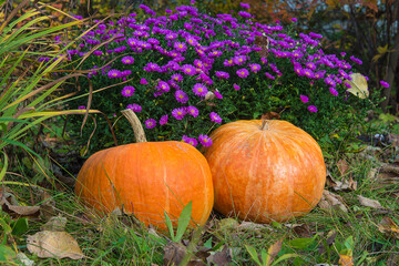 Obraz premium Autumn gardening concept. Two orange pumpkins near the blooming purple flowers on sunny day