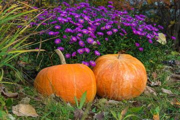 Autumn gardening concept. Two orange pumpkins near the blooming purple flowers on sunny day