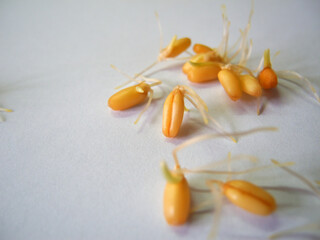 Wheat germ grains close-up on a white background. Sports and healthy food.