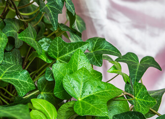 green ivy leaves on pink background close up