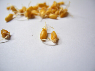 Wheat germ grains close-up on a white background. Sports and healthy food.