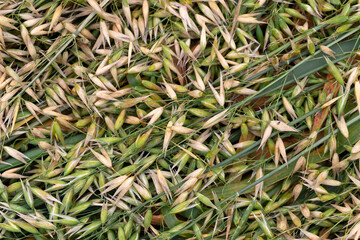 Detail of the green Oat Spike 
