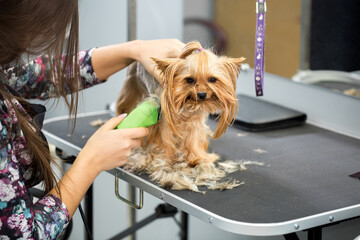 Veterinarian trimming a yorkshire terrier with a hair clipper in a veterinary clinic. Female groomer haircut Yorkshire Terrier on the table for grooming in the beauty salon for dogs