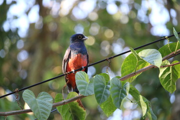 Trogons and quetzals as knomn as sucuatrogon (trogon surrucura)
