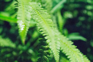green fern leaves after rain in the evening
