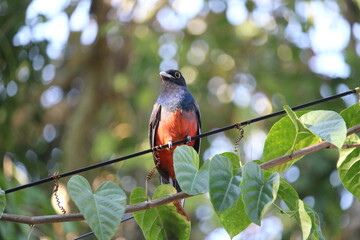 Trogons and quetzals as knomn as sucuatrogon (trogon surrucura)