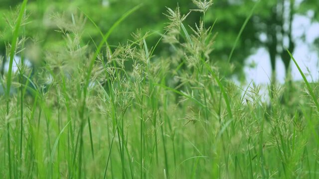 Cyperus polystachyos Roxb plants