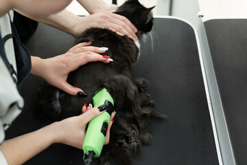 Grooming master cuts and shaves a cat, cares for a cat. The vet uses an electric shaving machine for the cat. The man helps and holds the cat's head