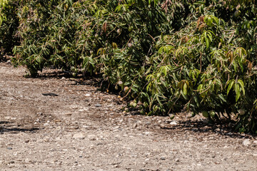 Mango trees