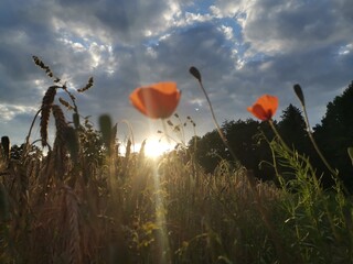 poppy flower field