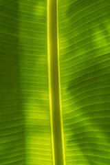 Green banana tree leaf texture in the sunlight