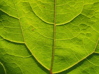 Fototapeta na wymiar Innervation: close up of a green leaf 