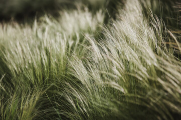 Fluffy grasses in the wind , blurred, selective focus.