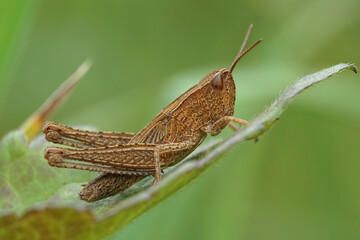 Nahansicht eines Grashüpfers